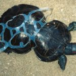 tortuga-Florida-deformada-plastico-atrapada_EDIIMA20150703_0342_5